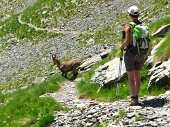 24 Uno stambecco ci accompagna